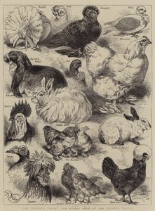 O Show de Aves, Pombos e Coelhos no Palácio de Cristal